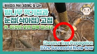 오늘의 접목 4밤나무 깍기접과 눈접삭아접 Grafting Chestnut Tree 100 Easy KnowHow Koreanchestnutgrafting [upl. by Neb]