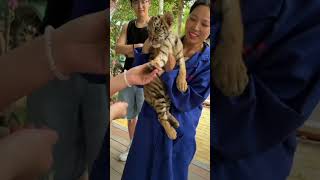 😘😘😘 zoo vister love my tiger chubby tiger tigercubs cute cuteanimals fyp 2024 chubby [upl. by Attenoj]