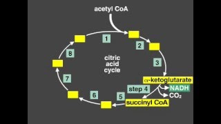 Citric Acid Cycle Explanation Krebs cycle [upl. by Portland399]