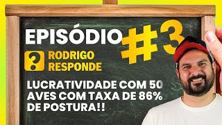 Qual o LUCRO com GALINHAS com taxa de POSTURA em 86 [upl. by Yesdnyl]