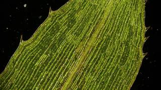 🔬 Cytoplasmic Streaming  movement of chloroplasts  chlorophyll in elodea leaf cells  microscopy [upl. by Ahtaela798]