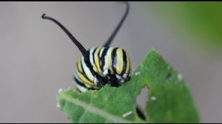 Life Cycle of the Monarch Butterfly [upl. by Einre]