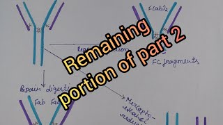 Antibody remaining part of enzymatic digestion [upl. by Xanthe]