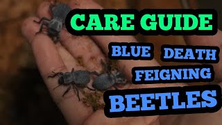 ALL YOU NEED TO KNOW  BLUE DEATH FEIGNING BEETLE  CARE GUIDE 2021 [upl. by Alyworth]