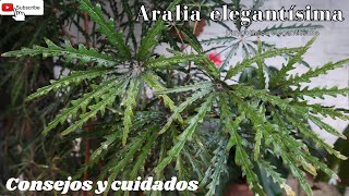 Aralia elegantísima  Falsa aralia  Dizygotheca elegantissima Consejos y cuidados [upl. by Cummins]