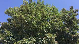 Swedish whitebeam  entire tree  July 2019 [upl. by Mellen310]