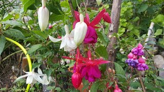 Cómo cuidar de la Fucsia  Aljaba  Pendientes de la Reina  Fuchsia  zarcillos de la Reina [upl. by Crandell]