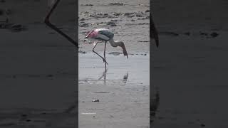 Beautiful Painted Stork Bird❤ stork storks storkbird birds shortsfeed beautiful beauty yt [upl. by Catha776]