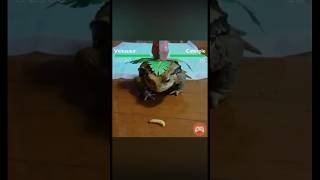 OG video Jonno Plays pokemon insects frog [upl. by Skip992]