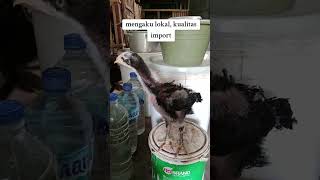 Mengaku lokal kualitas import ayambangkoksuper ayam ayambangkokimport ayambangkokklasik [upl. by Patman177]