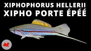 Xiphophorus hellerii ✔ [upl. by Tannenwald]