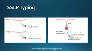 Genetic Markers  Molecular Markers  RFLPs SSLPs SNPs  minisatellite VNTRs microsatellite [upl. by Mattah]