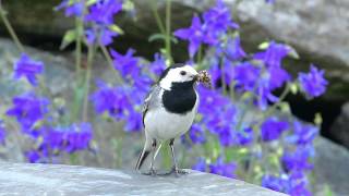 Linerle  White Wagtail Motacilla alba [upl. by Celtic]