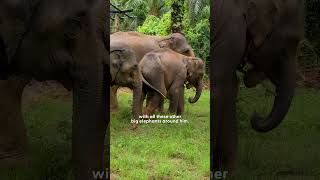 Baby Elephant Forced To Work At A Camp Is Thrilled To Be Freed From Chains  The Dodo [upl. by Talya]