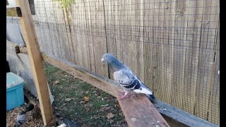 New Pigeon Arrived Welcome Pidge the Pigeons  Possible High Flyer Racing Pigeon [upl. by Marylin]