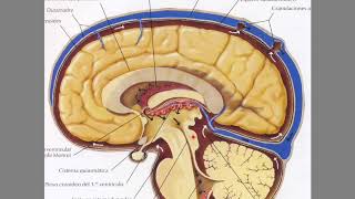 Líquido cefalorraquídeo LCR y su circulación [upl. by Denise63]