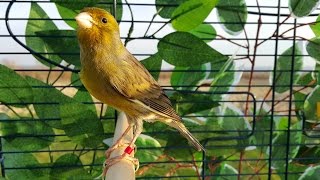 Canary Bird Singing Timbrado Canary Training [upl. by Nerraf194]