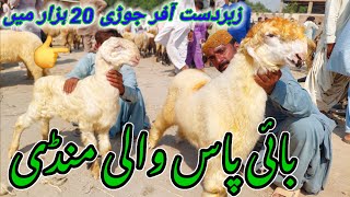 Mundra Chatra Market DGKHAN  Mundri Sheep Ki Mandi Location DGKhan  top class mundrafarming [upl. by Pietra691]