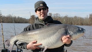 Monster Blue Catfish Trip 356 lbs of catfish in 8 hrs [upl. by Einnim]