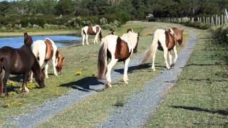 Chincoteague Wild Ponies Northern Herd Assateague Island Virginia [upl. by Enoid]