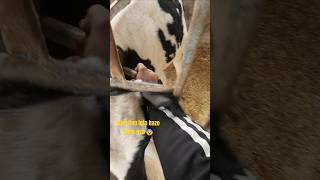 growth calf starterinjectionyoutubeshorts viral [upl. by Atteuqram12]