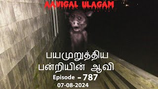 பயமுறுத்திய பன்றியின் ஆவி  Aavigal Ulagam  787 [upl. by Cower]