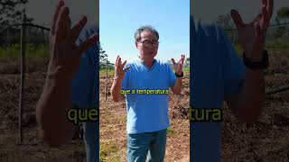 🌤️ Quer Produzir Cogumelos Mas Está Preocupado com a Temperatura cogumelos agricolas agro [upl. by Suivatco]