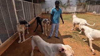 63 Harlequin Great Dane है इस Banglore के Dog Kennel में 😳😳😳 [upl. by Annawak939]