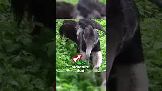 The SHOCKING Truth About Giant Anteaters [upl. by Kylie]