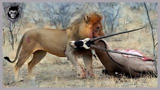 10 Painful Moments When Antelopes Fight Until Their Last Breath  Animal Attack [upl. by Tollmann]