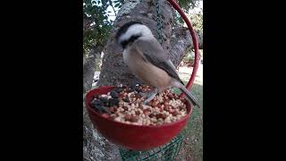 Carolina Chickadee Seed Grabs [upl. by Yelrak]