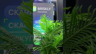 Обзор PIR EXPO от Briskly [upl. by Northey]