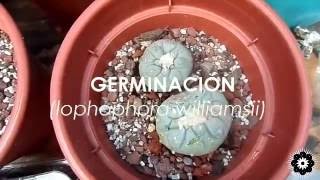 GERMINACIÓN peyotelophophora williamsii [upl. by Mellicent]