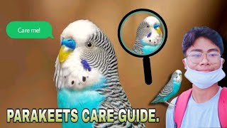 Paano mag alaga ng parakeets  PARAKEETS CARE GUIDE  LOVEBIRDS [upl. by Haliak]