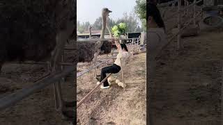 The process of collecting ostrich eggs at an ostrich farm [upl. by Melcher500]