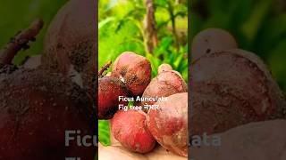 नेभार Ficus auriculata fig tree shorts figtree fruit villagelife music [upl. by Foster692]