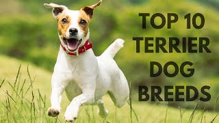 TOP 10 TERRIER DOG BREEDS TOP 10 TERIERÓW [upl. by Wesle]