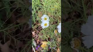 Double click white cosmos still blooming after frosts 11252024 Plant Your Garden late season color [upl. by Ettigdirb495]