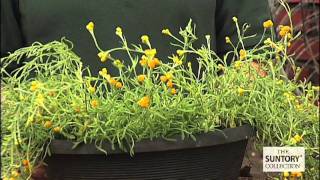 How to Grow Silver Leaf Yellow Helichrysum [upl. by Batha]