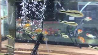 Temensis Peacock Bass Fry For Sale [upl. by Duester111]