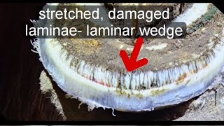 Trimming a chronic foundered hoof Horse hoof trim How to trim a horse with laminitis hoof [upl. by Aynahs]