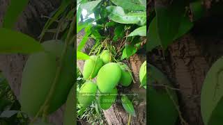 Get Delicious Mangoes in Your Home Garden with Easy Pruning Tips from Greenland Nursery [upl. by Teevens]