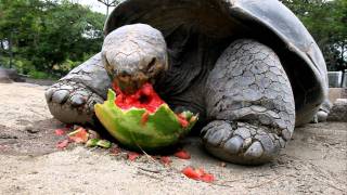 Galapagos Tortoise Cant Get Enough Watermelon [upl. by Trainor]