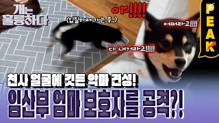 피크타임 개인데 성격은 고양이 보호자를 통제하려 하는 집안의 상전 레오  개는훌륭하다  KBS 240205 방송 [upl. by Verine]