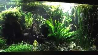 4000L Aquarium mit Salmlern und Skalaren [upl. by Selim]