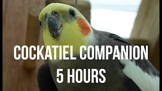 Cockatiel Companion 5 HOURS OF COCKATIELS [upl. by Ylesara929]