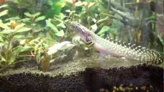 Ornate Bichir feeding time [upl. by Zolnay647]