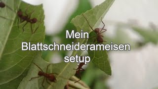 Mein Blattschneiderameisen Setup Acromyrmex Echinatior [upl. by Riggall148]