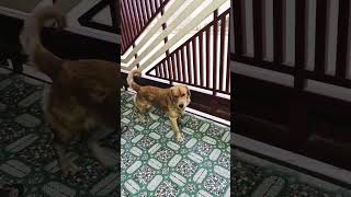 Champak bna gate keeper dog comedyfunnyshorts [upl. by Nogem544]