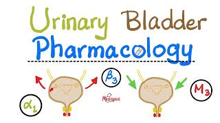 Pharmacology of Urinary Bladder — Detrusor Muscle Sphincters — Alpha Beta Muscarinic Nicotinic [upl. by Lienaj]